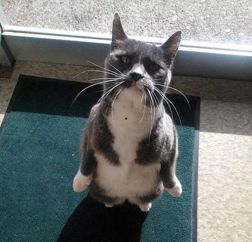 娱乐圈吃瓜猫,揭秘吃瓜猫背后的娱乐真相